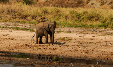 TARANGIRE ,NGORONGORO CRATER ,LAKE MANYARA