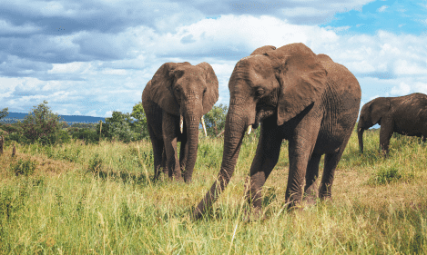 TARANGIRE ,NGORONGORO CRATER ,LAKE MANYARA