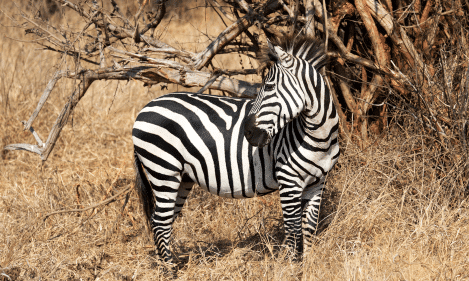 TARANGIRE ,NGORONGORO CRATER ,LAKE MANYARA