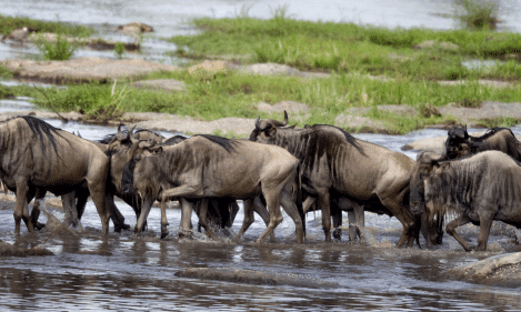 Lake Manyara, Serengeti, Ngorongoro