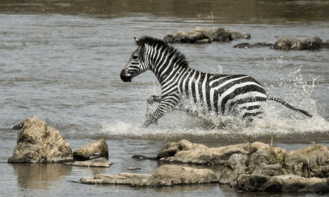 Lake Manyara, Serengeti, Ngorongoro