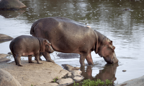 Lake Manyara, Serengeti, Ngorongoro