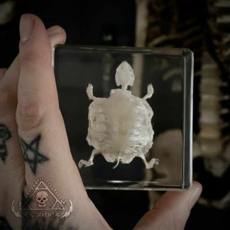 Skildpaddeskellet i resin