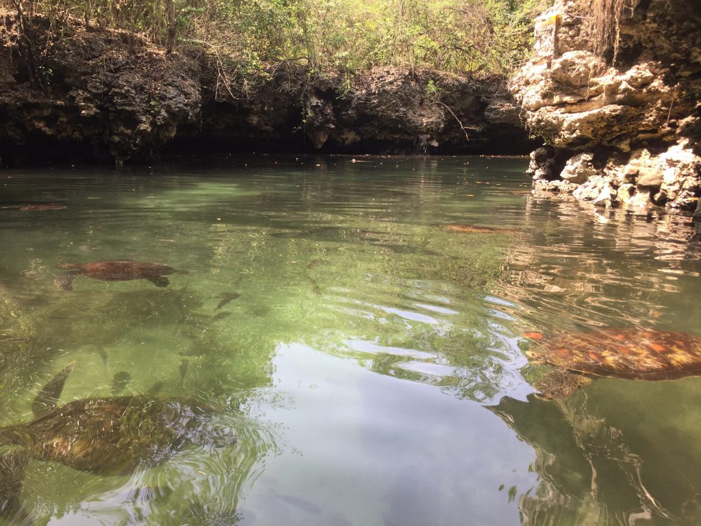 a picture of turtles swimming in the water