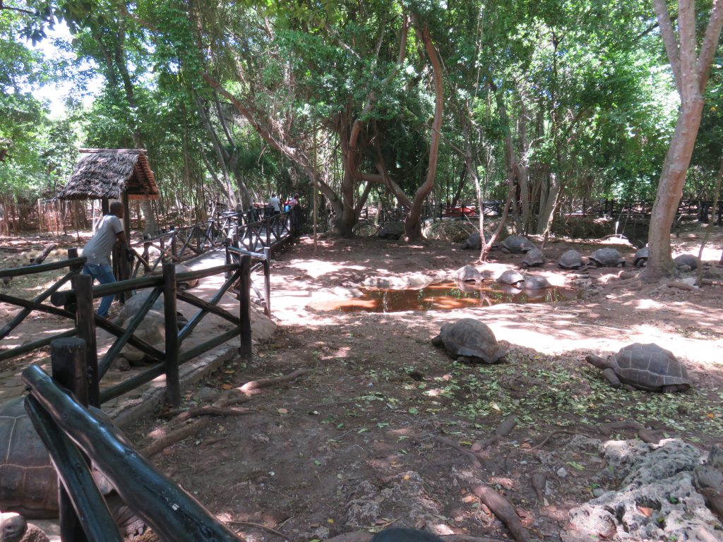 a picture of tortoises in their enclosure