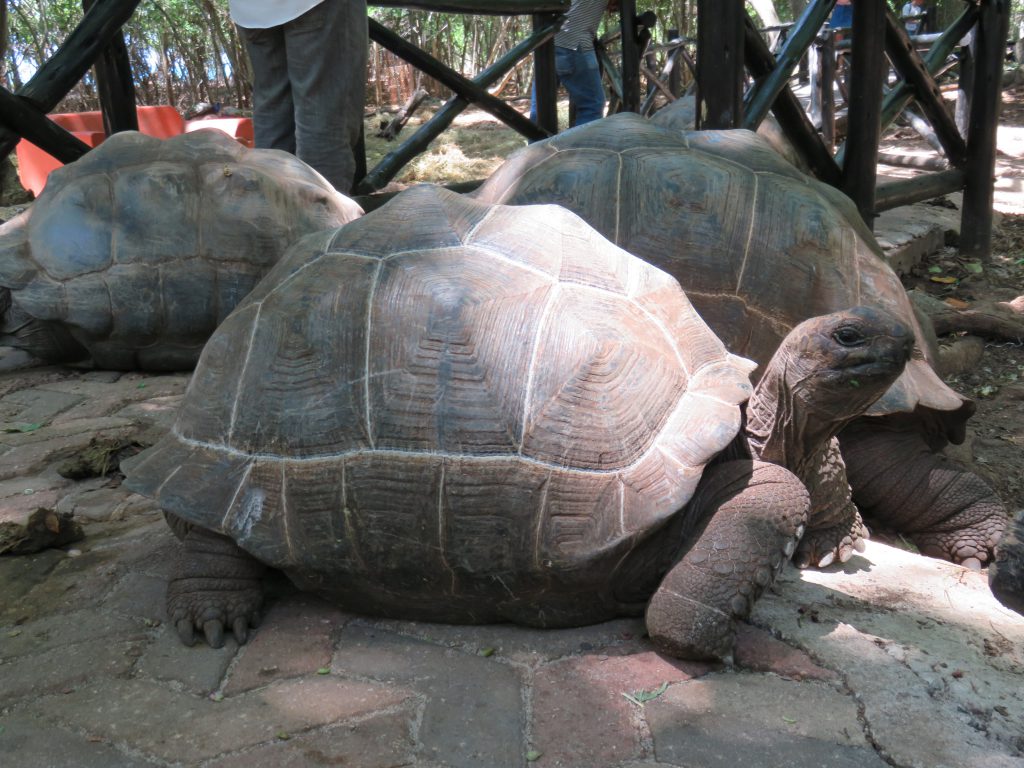 a picture of a tortoise