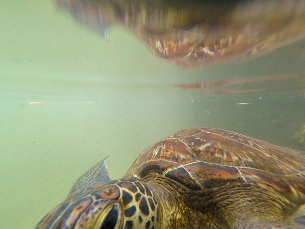 A picture of tortoises under water with my go pro