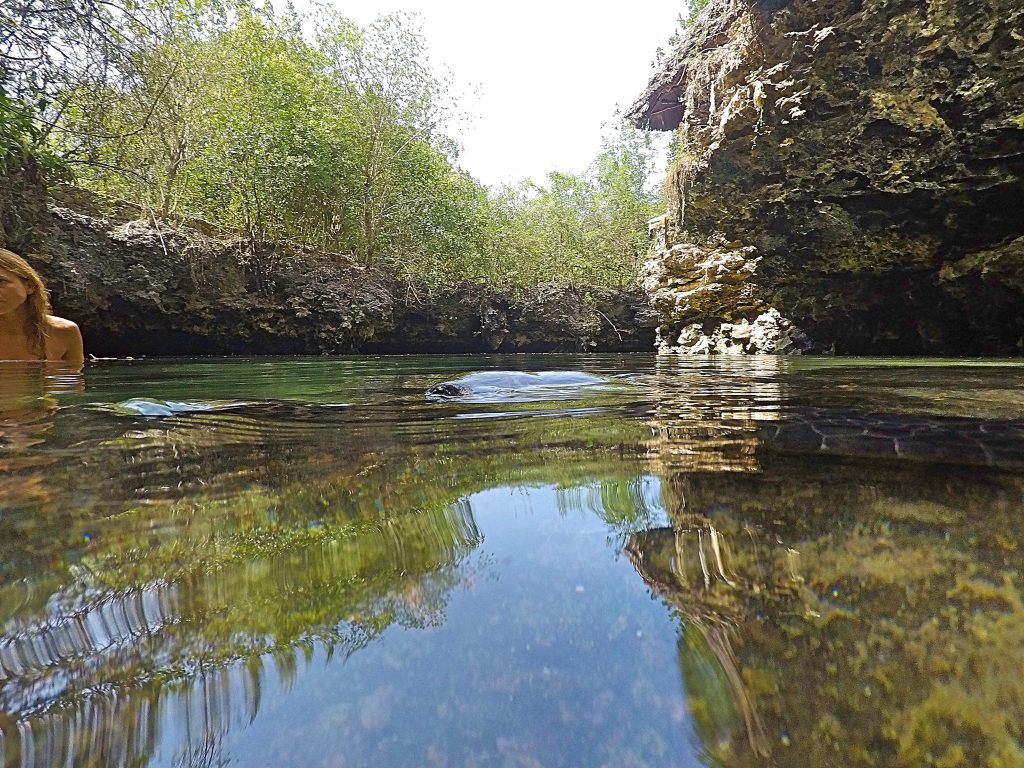 A picture of the pond I am swimming in