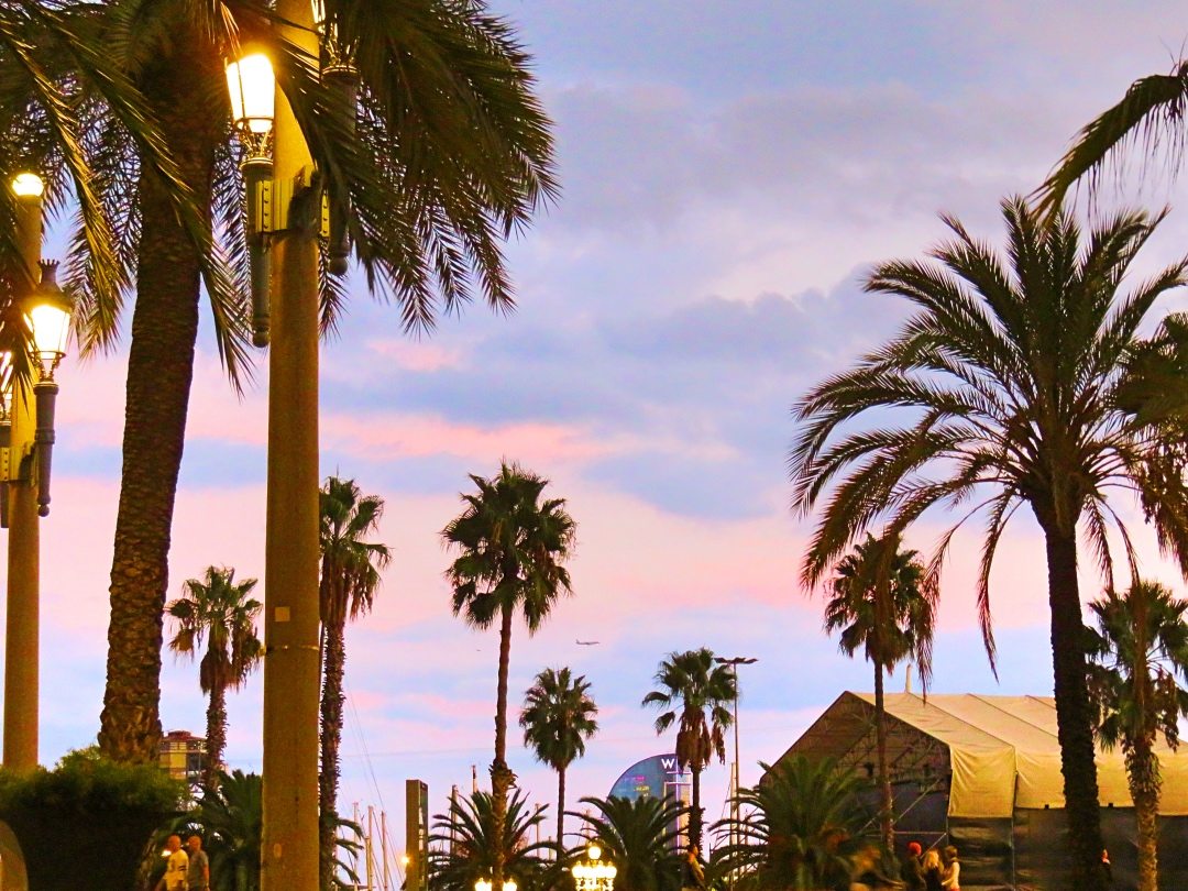 Picture of sky and palm trees during sunset at Solnedgång