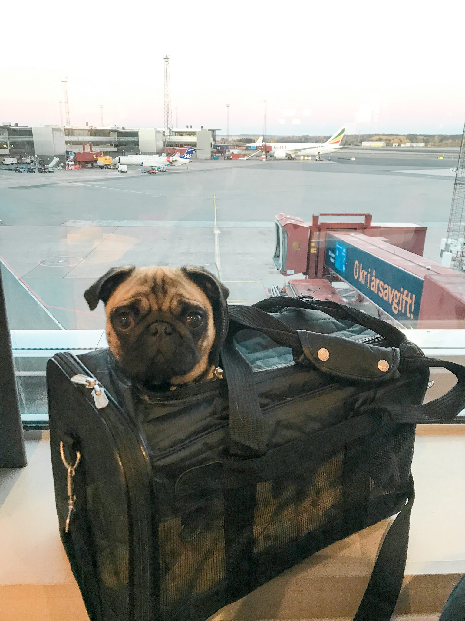 Förberedelser inför att Flyga med Hund - Readyfortakeoff