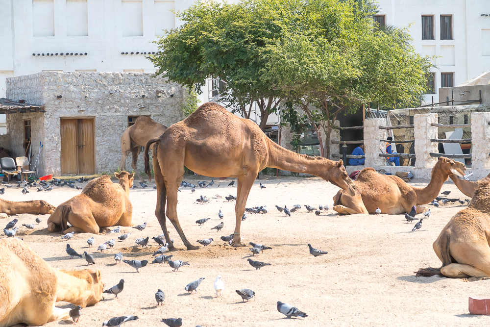 Doha, Qatar