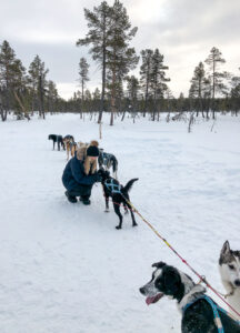 Lapland Sleddog Adventures