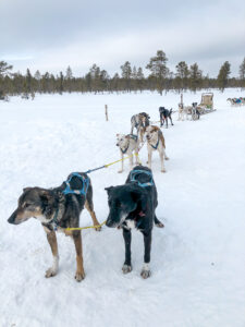 Lapland Sleddog Adventures