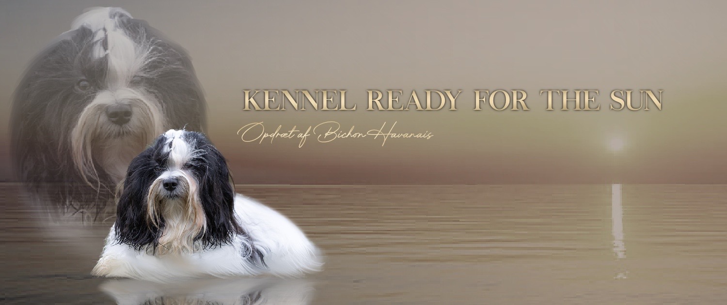 Bichon havanais kennel online