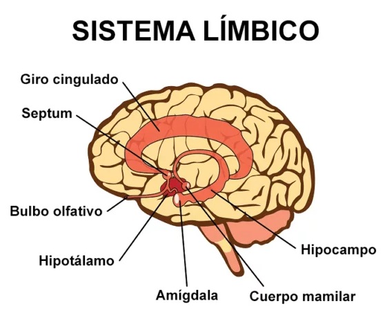 Causas del trastorno bipolar y relación con el sistema límbico.