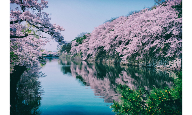 tourism in japan during cherry blossom