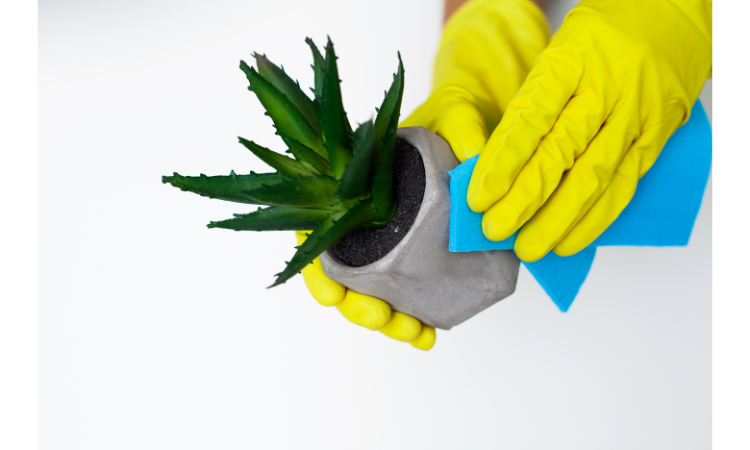 Importance of cleaning plant pots