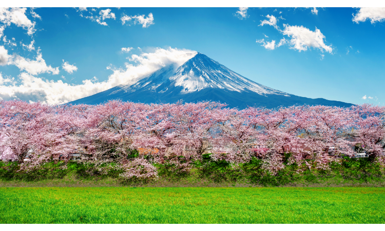 Tourism in Japan during Cherry Blossom