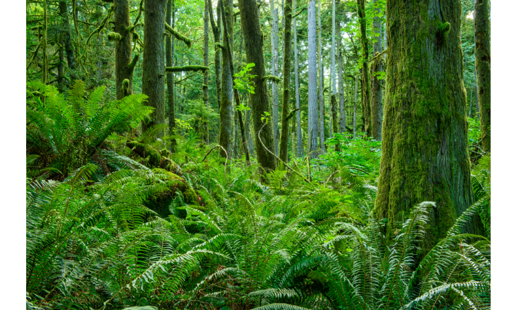 Saving Forests for Future Generations The Ethical Imperative to Preserve Natural Habitats