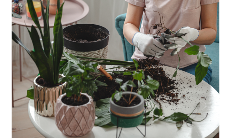Importance of cleaning plant pots