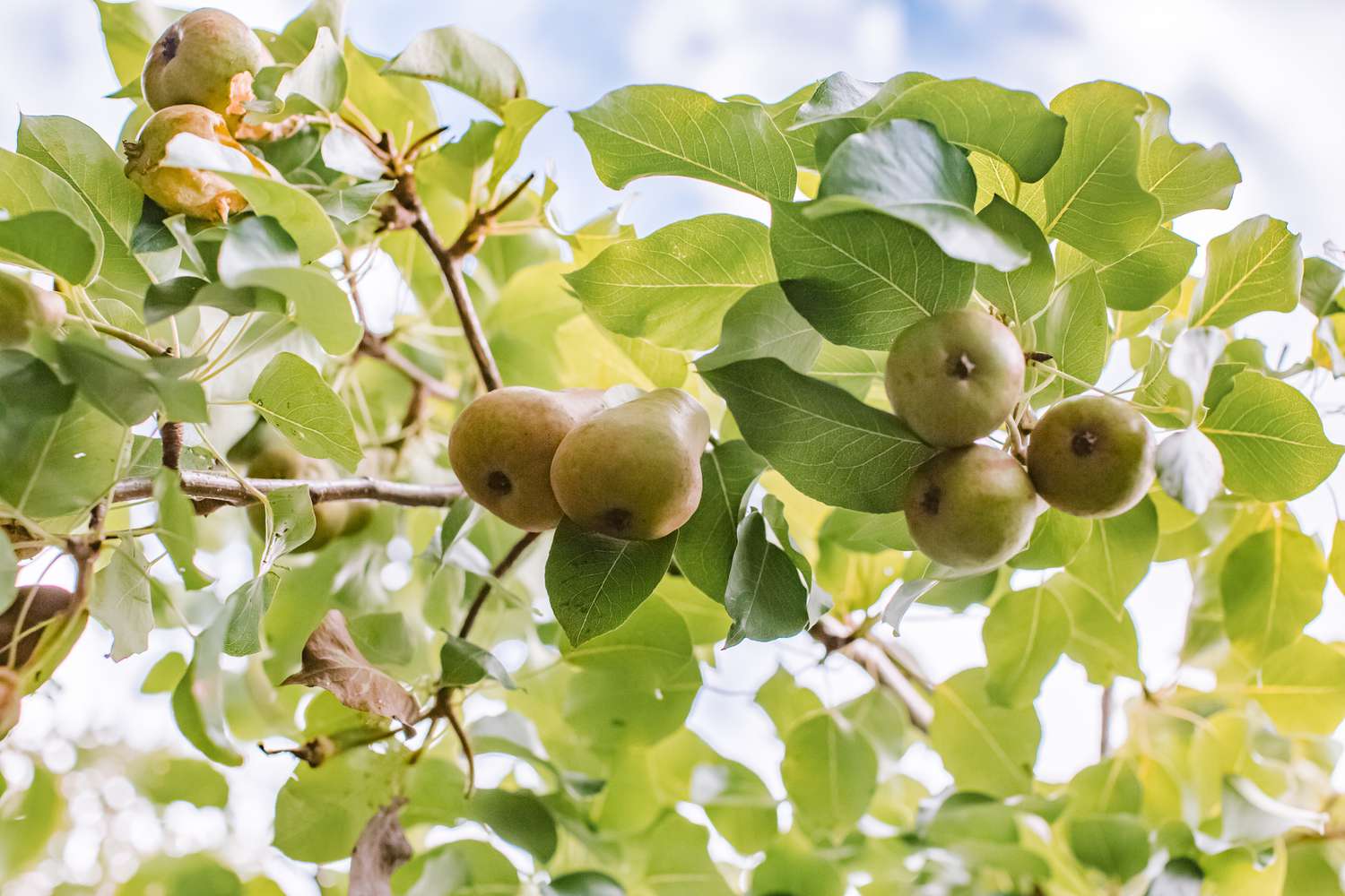What Are The Benefits Of Pear?