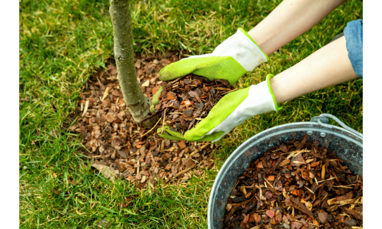 Transform Your Garden with These 10 Essential Young Tree Care Techniques