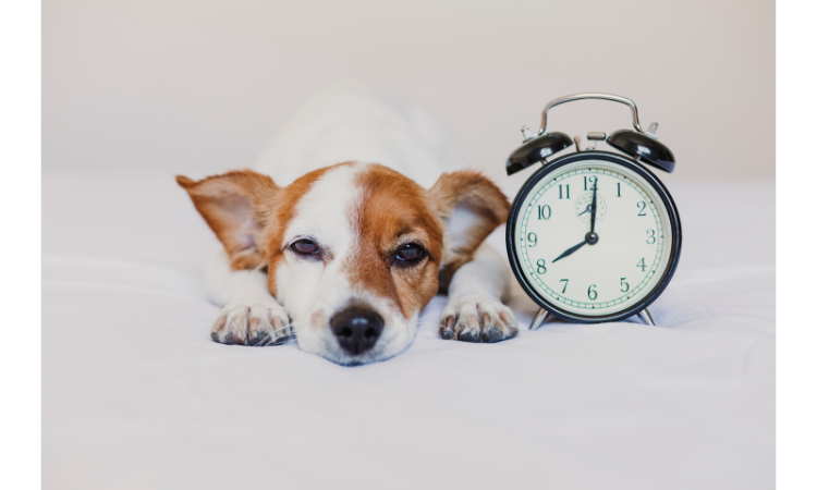 Your Dog's Sixth Sense The Incredible Truth About How They Understand Time
