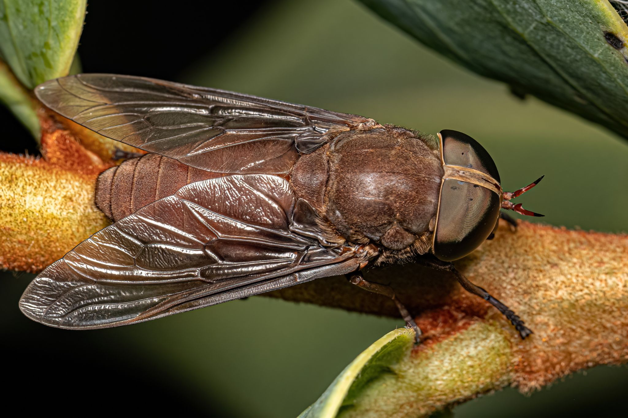 Pest Control Experts on Getting Rid of Horse Flies: An In-Depth Guide