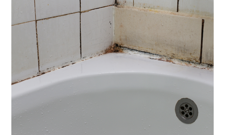 Is Bathroom Mold Dangerous? Unmasking the Unseen Threat