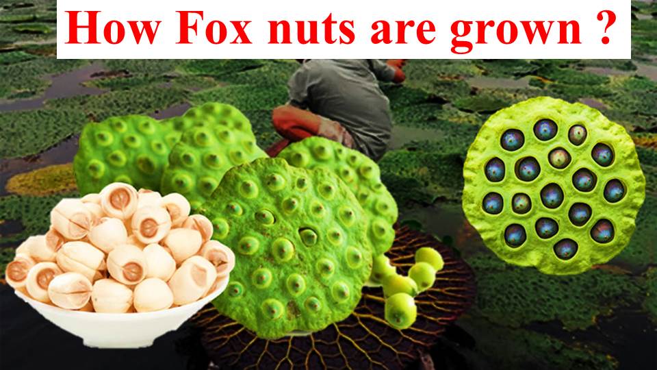 The Remarkable Benefits of Fox Nuts: A Comprehensive Guide