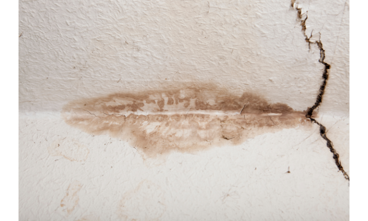 Is Bathroom Mold Dangerous? Unmasking the Unseen Threat