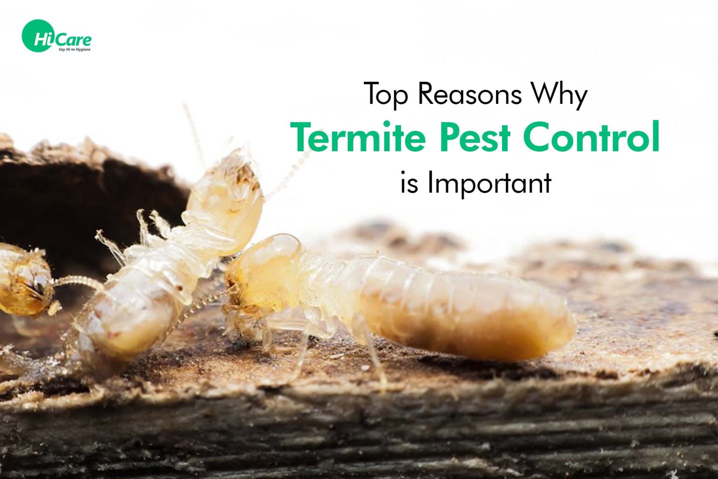 Looking for a Pest Control Expert to Answer Questions About Termites