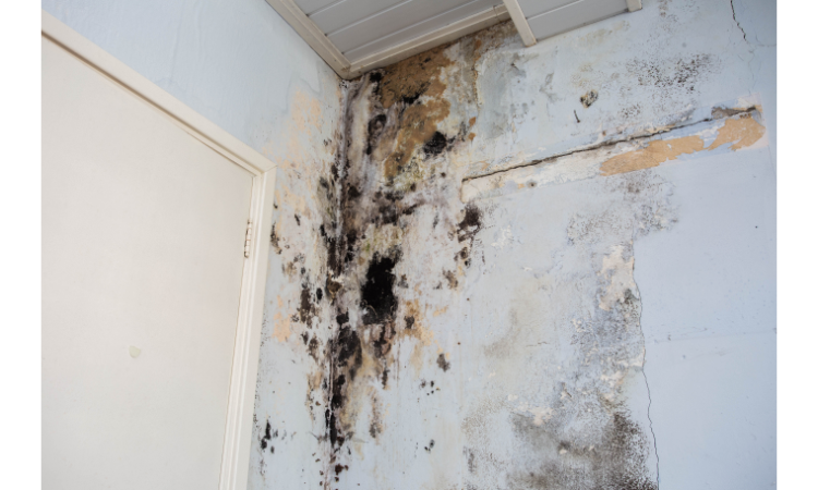 Is Bathroom Mold Dangerous? Unmasking the Unseen Threat