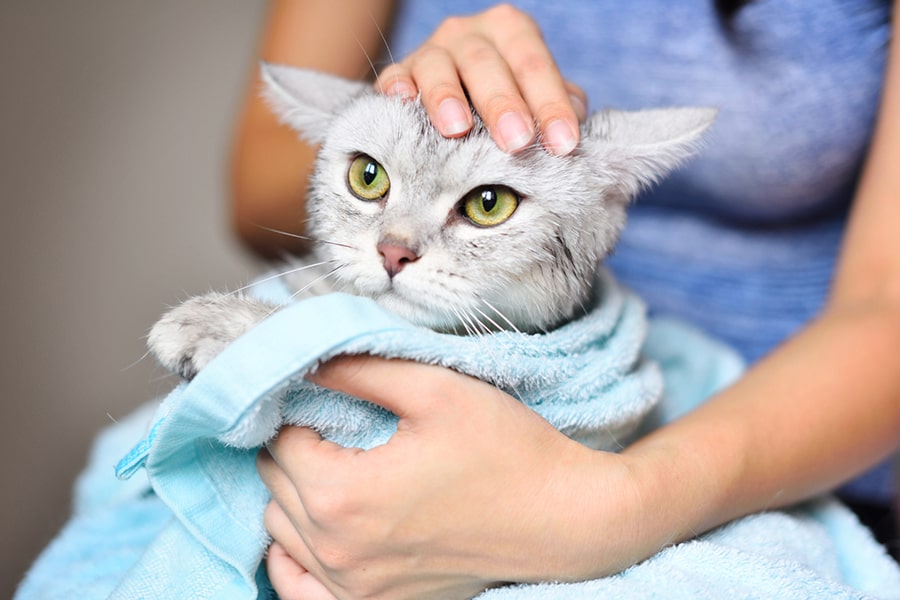 5 Tips on Drama-Free Cat Bath