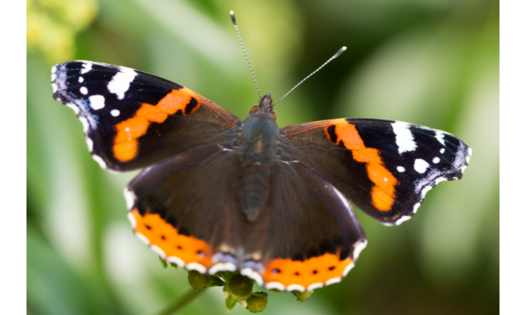 10 Best Plants for Attracting Butterflies