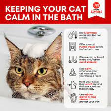 5 Tips on Drama-Free Cat Bath