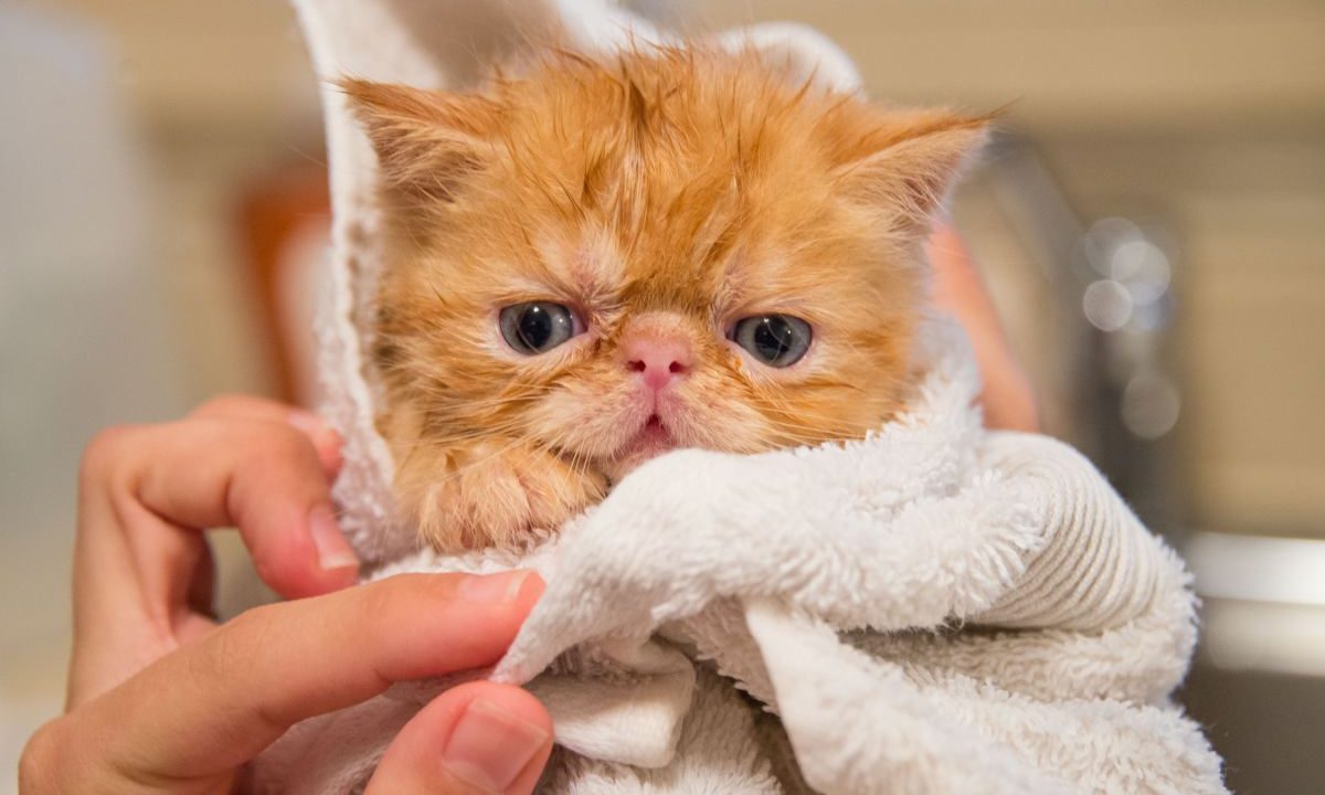 5 Tips on Drama-Free Cat Bath