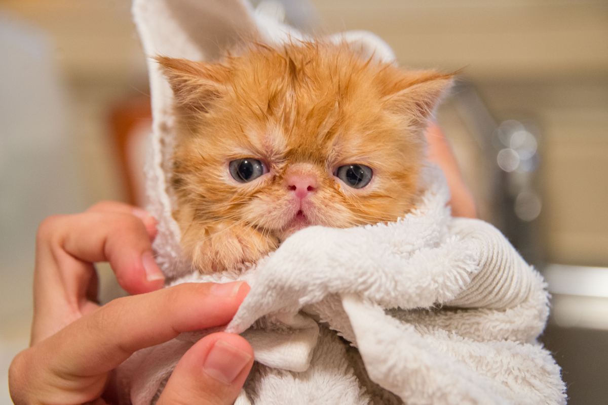 5 Tips on Drama-Free Cat Bath