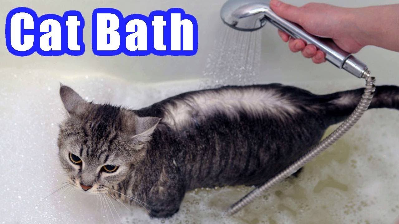 5 Tips on Drama-Free Cat Bath