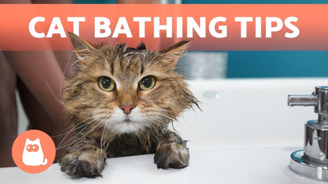 5 Tips on Drama-Free Cat Bath