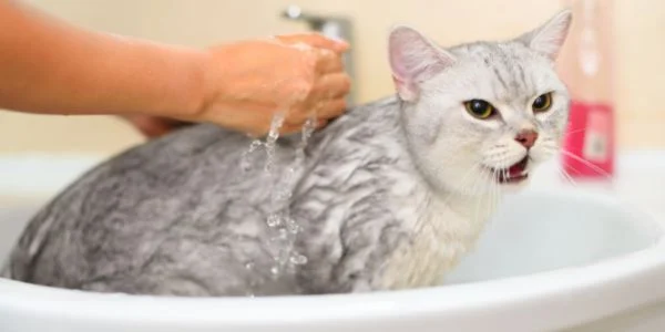 5 Tips on Drama-Free Cat Bath