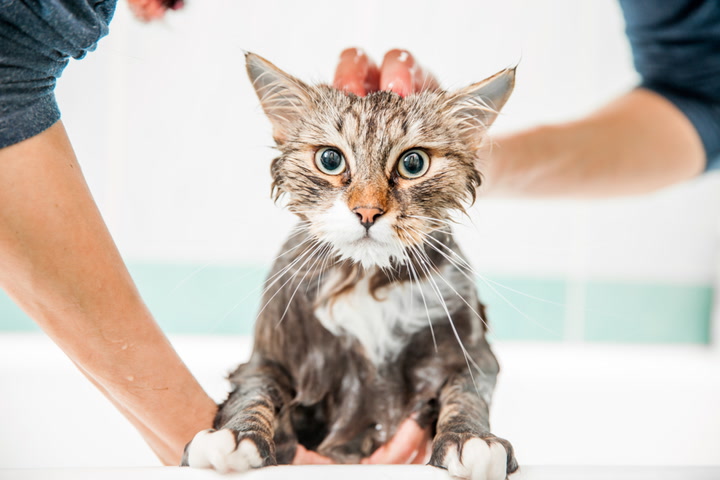 5 Tips on Drama-Free Cat Bath