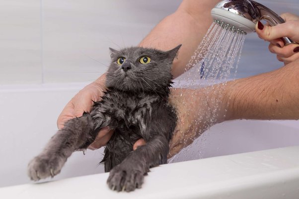 5 Tips on Drama-Free Cat Bath