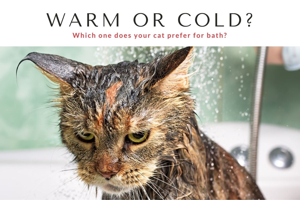 5 Tips on Drama-Free Cat Bath