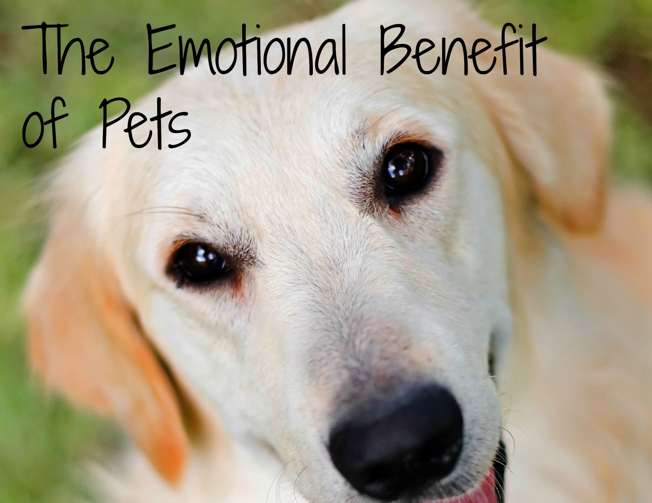 The Benefits of Pet Grooming