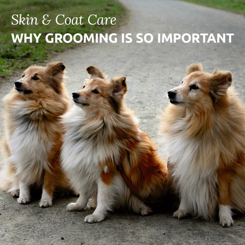 The Benefits of Pet Grooming