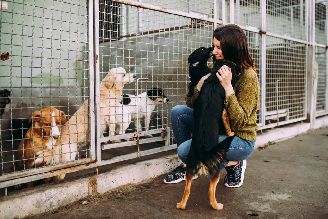 Tips on Adopting or Rescuing Animals from Shelters