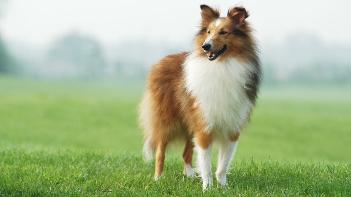 10 Best Dog Breeds for Families