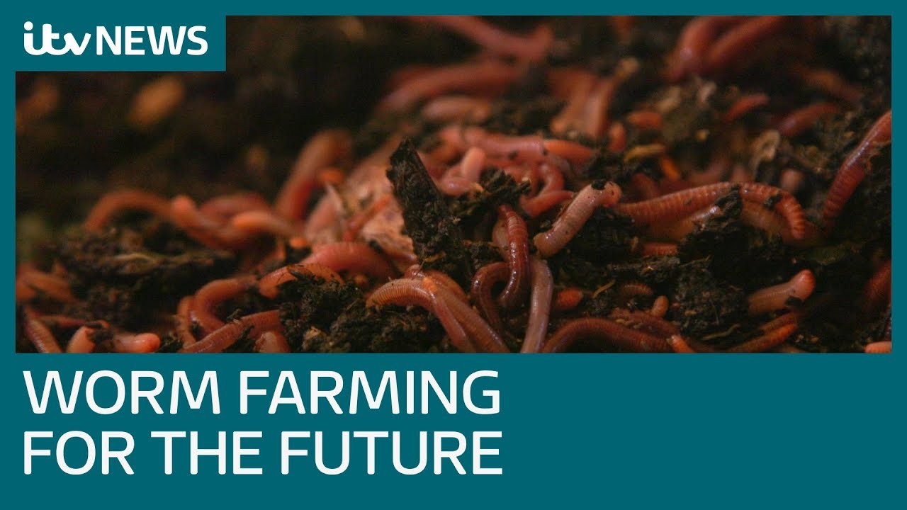 The Ultimate Guide to Worm Farming