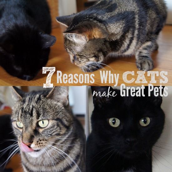 7 Reasons Why Cats Make Great Pets